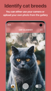Cat Scanner: Breed Recognition 1